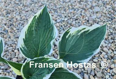 Hosta Zonda